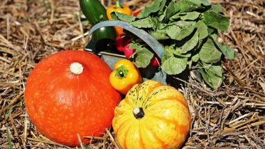 Late Summer Early Fall Vegetable Planting