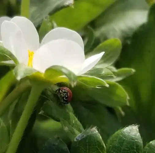Organic Fertilizer for Vegetable Garden