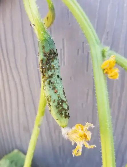 Taking Care of Pests in Your Garden