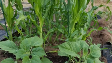 Your Own Vegetable Garden