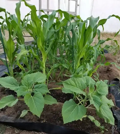 Your Own Vegetable Garden