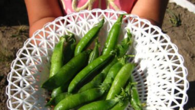 Discover Organic Gardening Benefits