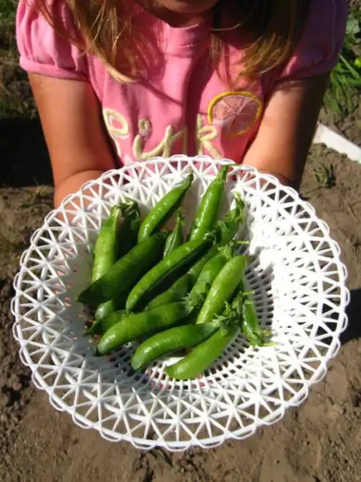 Discover Organic Gardening Benefits