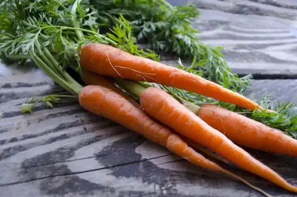 starting a vegetable garden