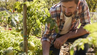 Cultivating Exceptional Tomatoes