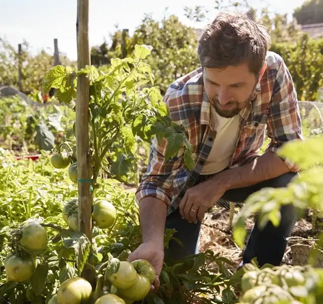 Cultivating Exceptional Tomatoes