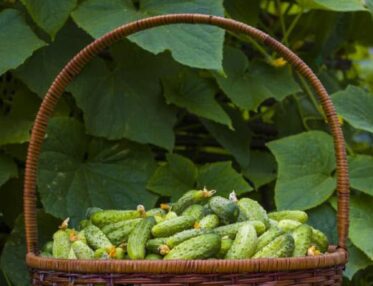 Cultivating Garden Fresh Produce