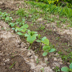 Essential Guidelines for Starting Your First Garden