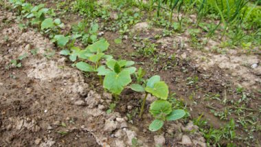 Essential Guidelines for Starting Your First Garden