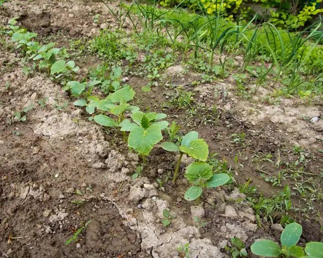 Essential Guidelines for Starting Your First Garden