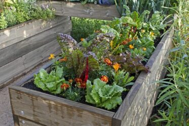 Starting a Garden