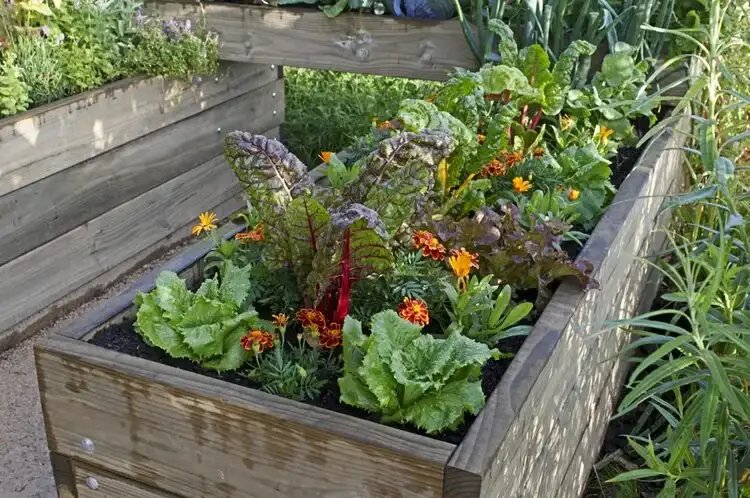 Starting a Garden