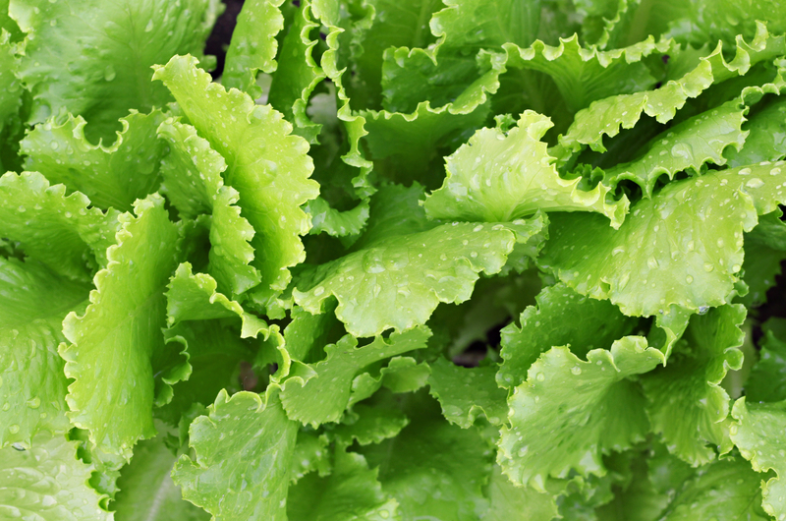 Low-cost Vegetable Garden